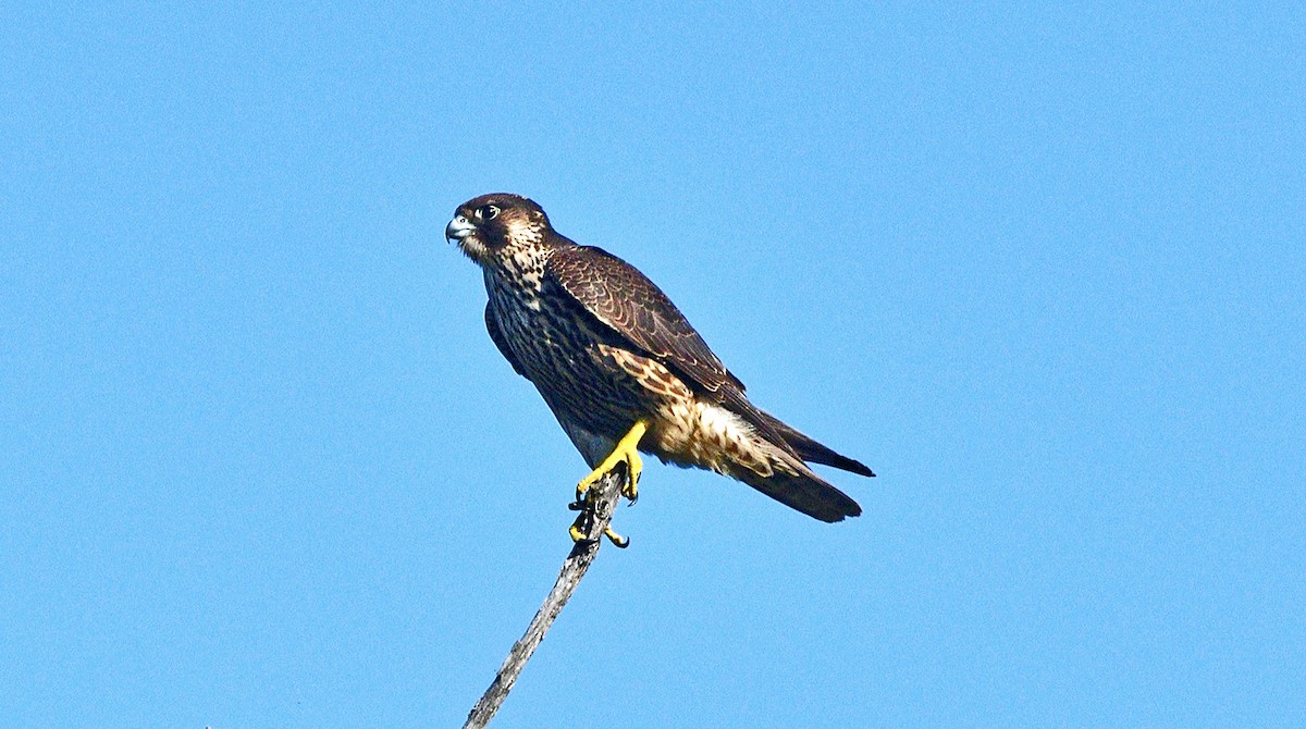 Peregrine Falcon - ML642086606