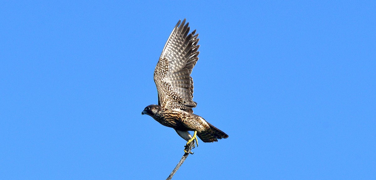 Peregrine Falcon - ML642086607