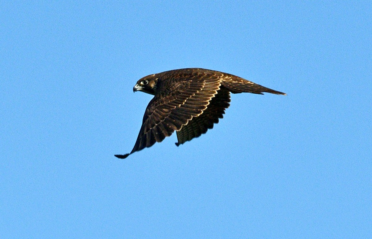 Peregrine Falcon - ML642086609