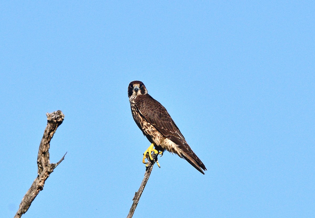 Peregrine Falcon - ML642086610
