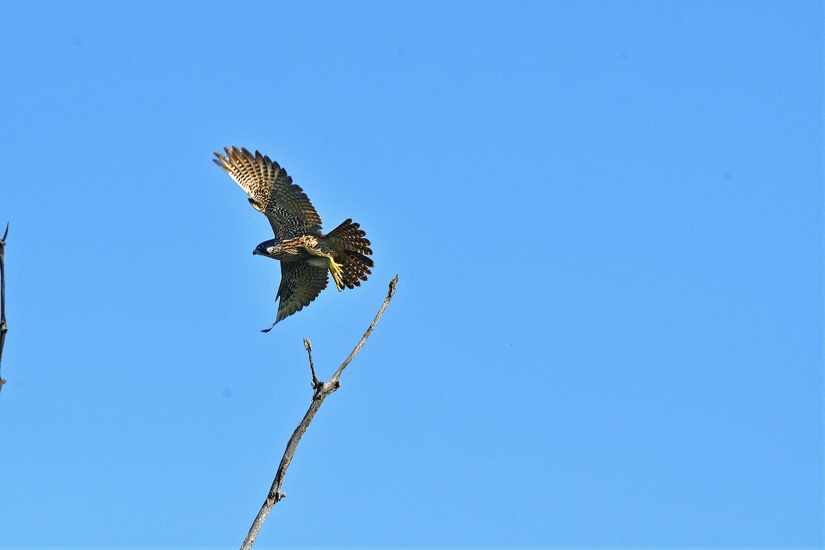 Peregrine Falcon - ML642086611