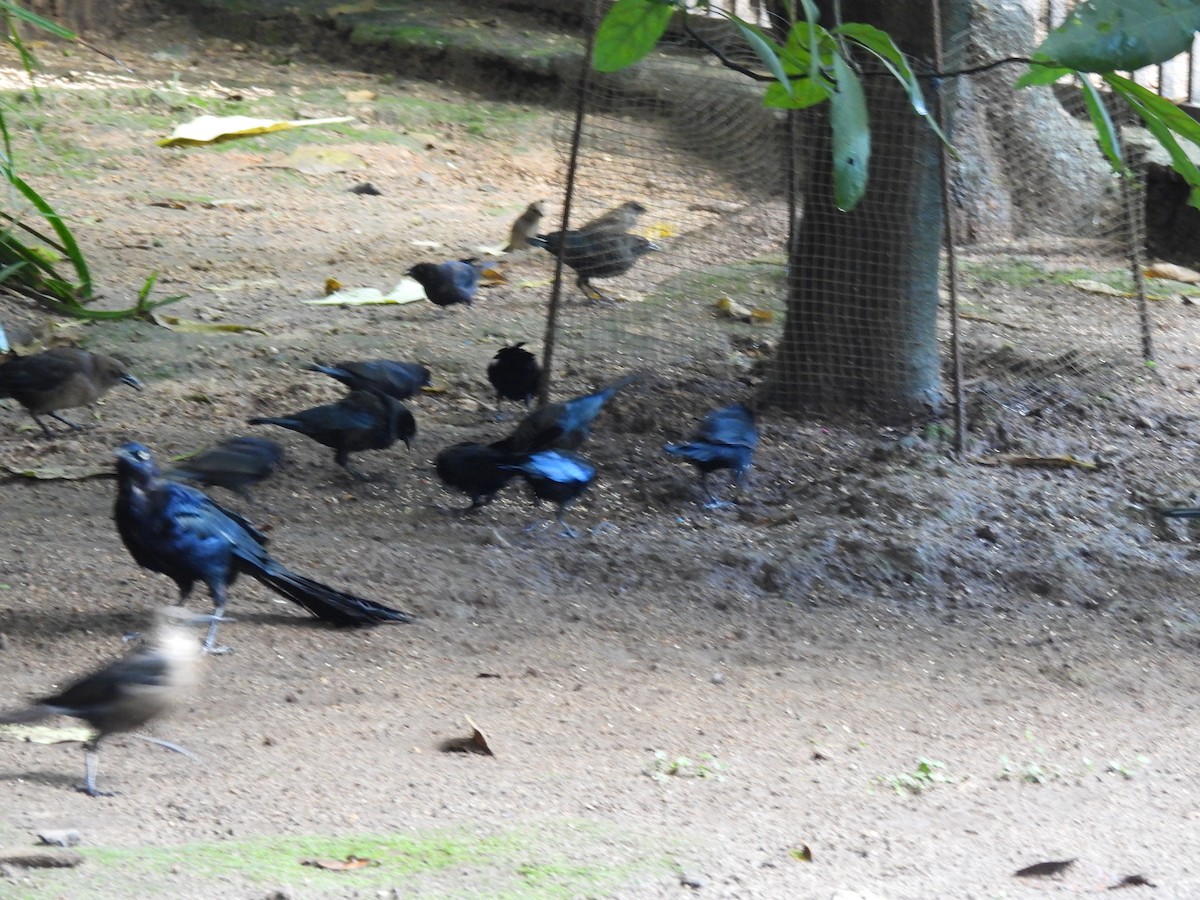 Bronzed Cowbird - ML642086612