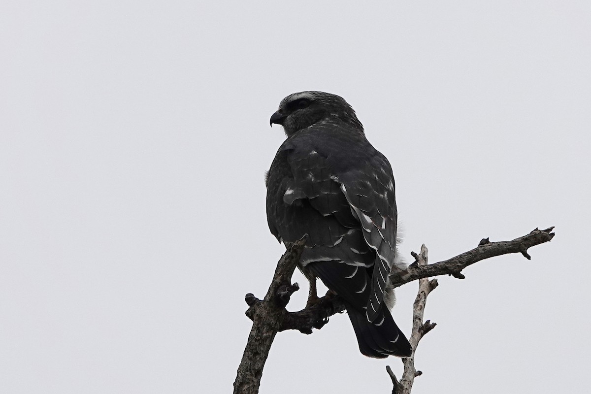 Mississippi Kite - ML642086624