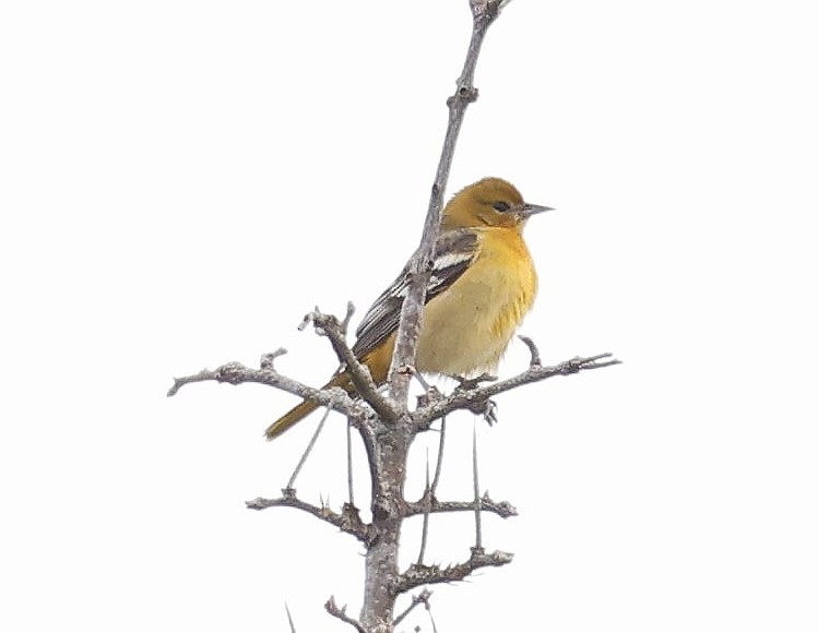Baltimore Oriole - ML642086625