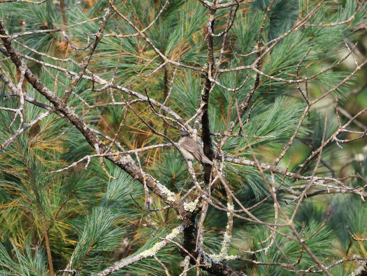 tyranovec domácí - ML642086626