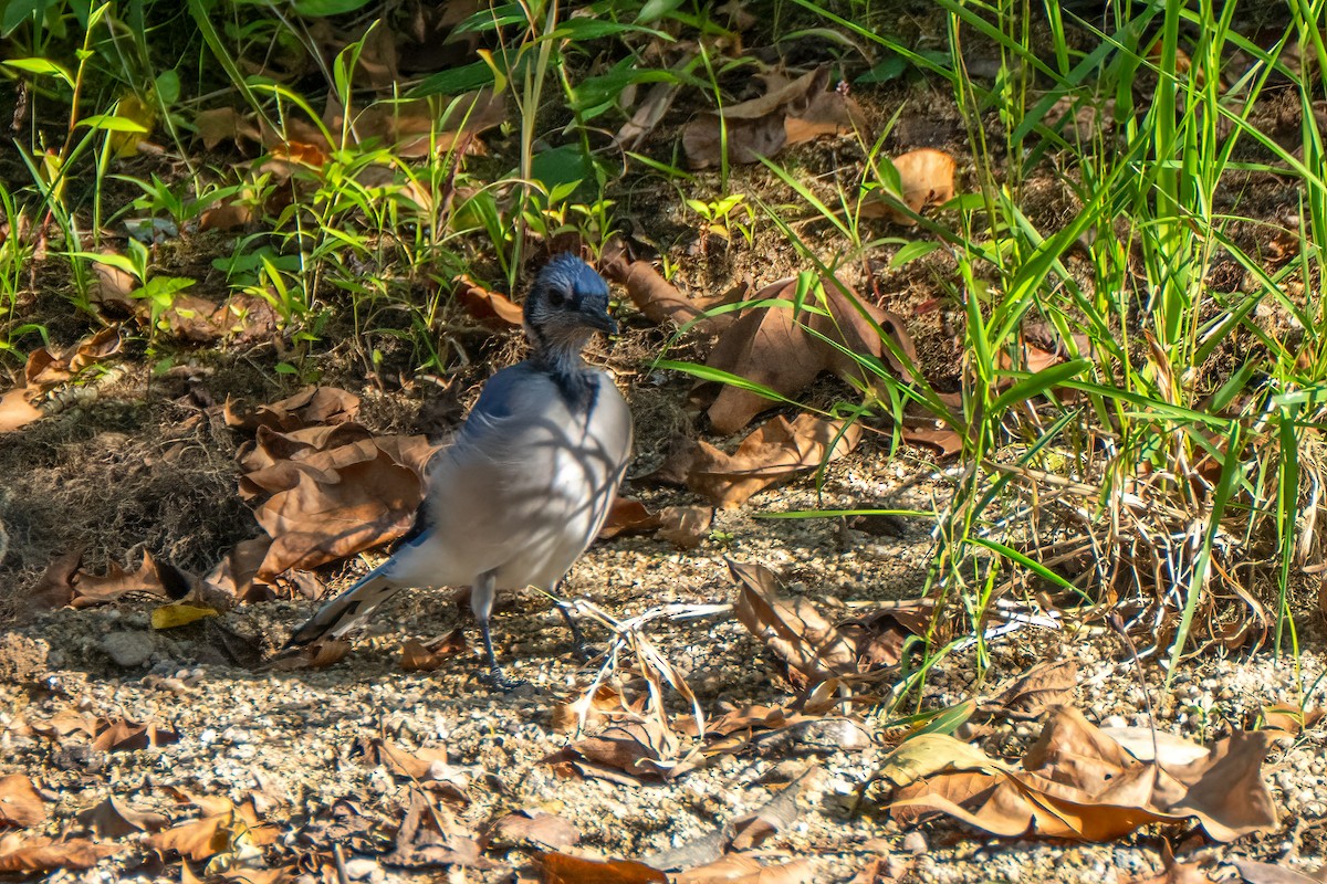 Geai bleu - ML642086632