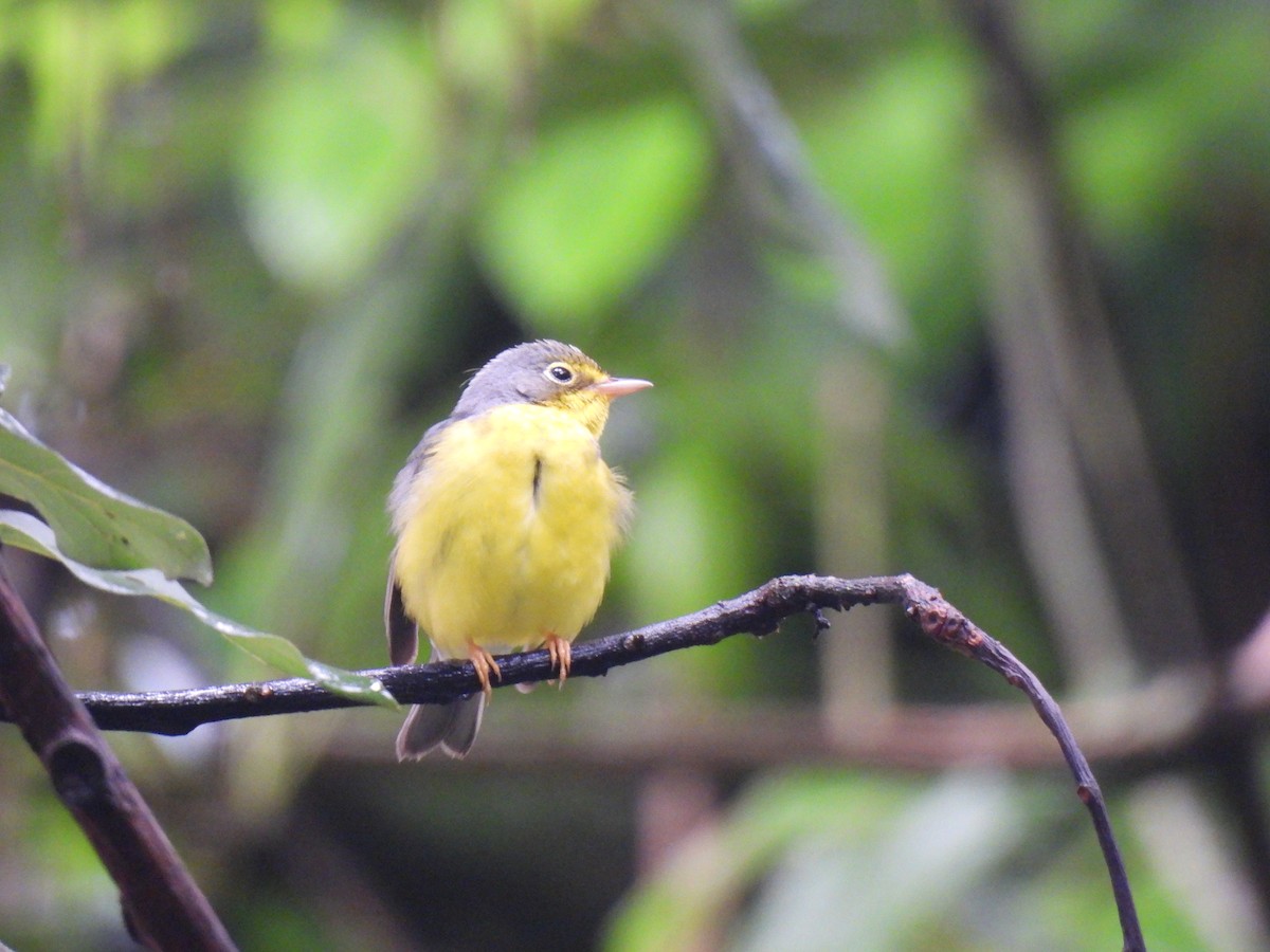 Canada Warbler - ML642086637