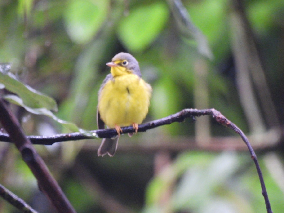 Canada Warbler - ML642086638