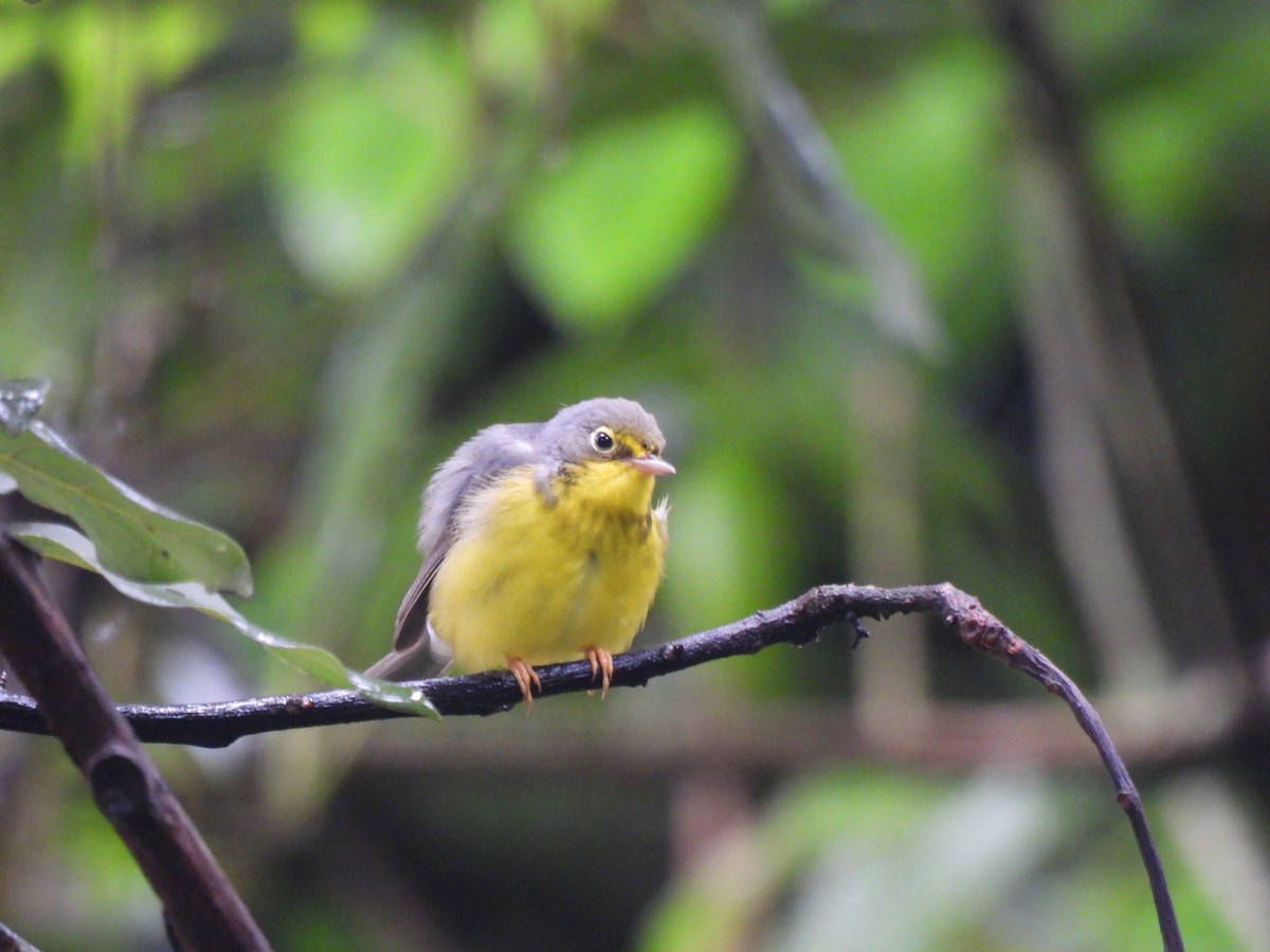 Canada Warbler - ML642086639