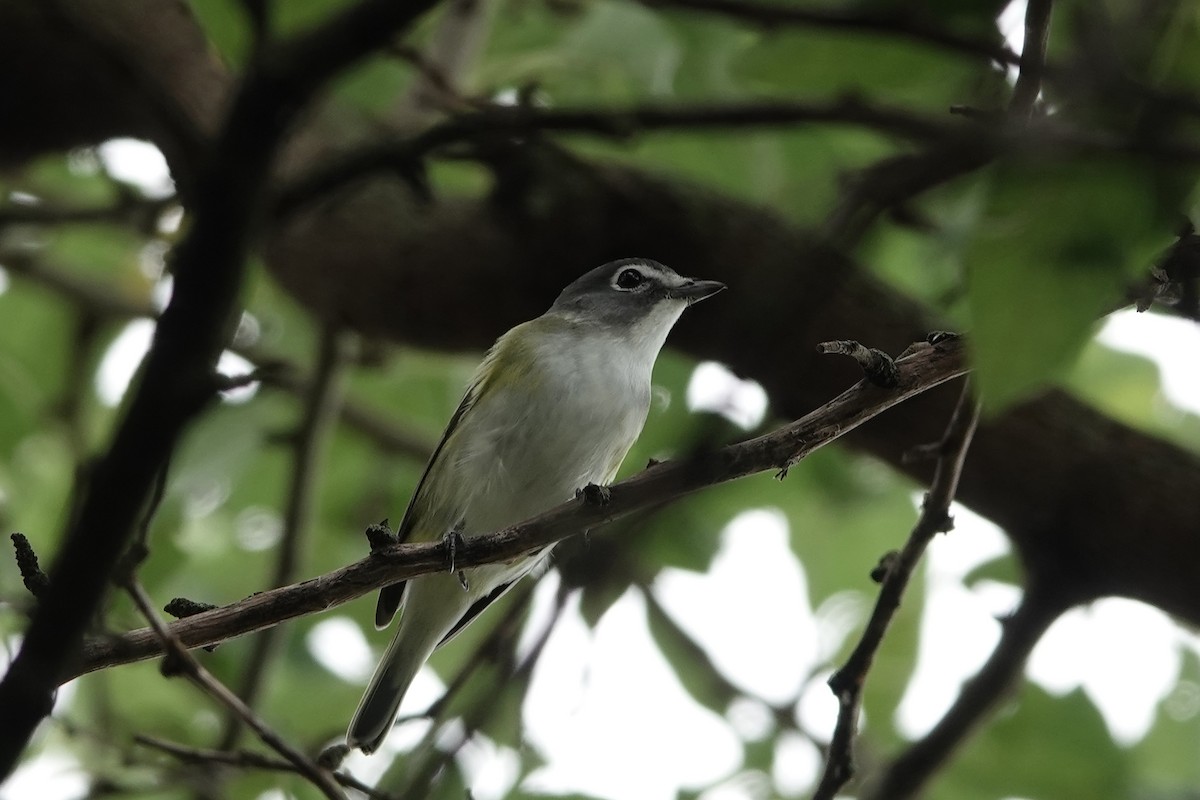 Blue-headed Vireo - ML642086642