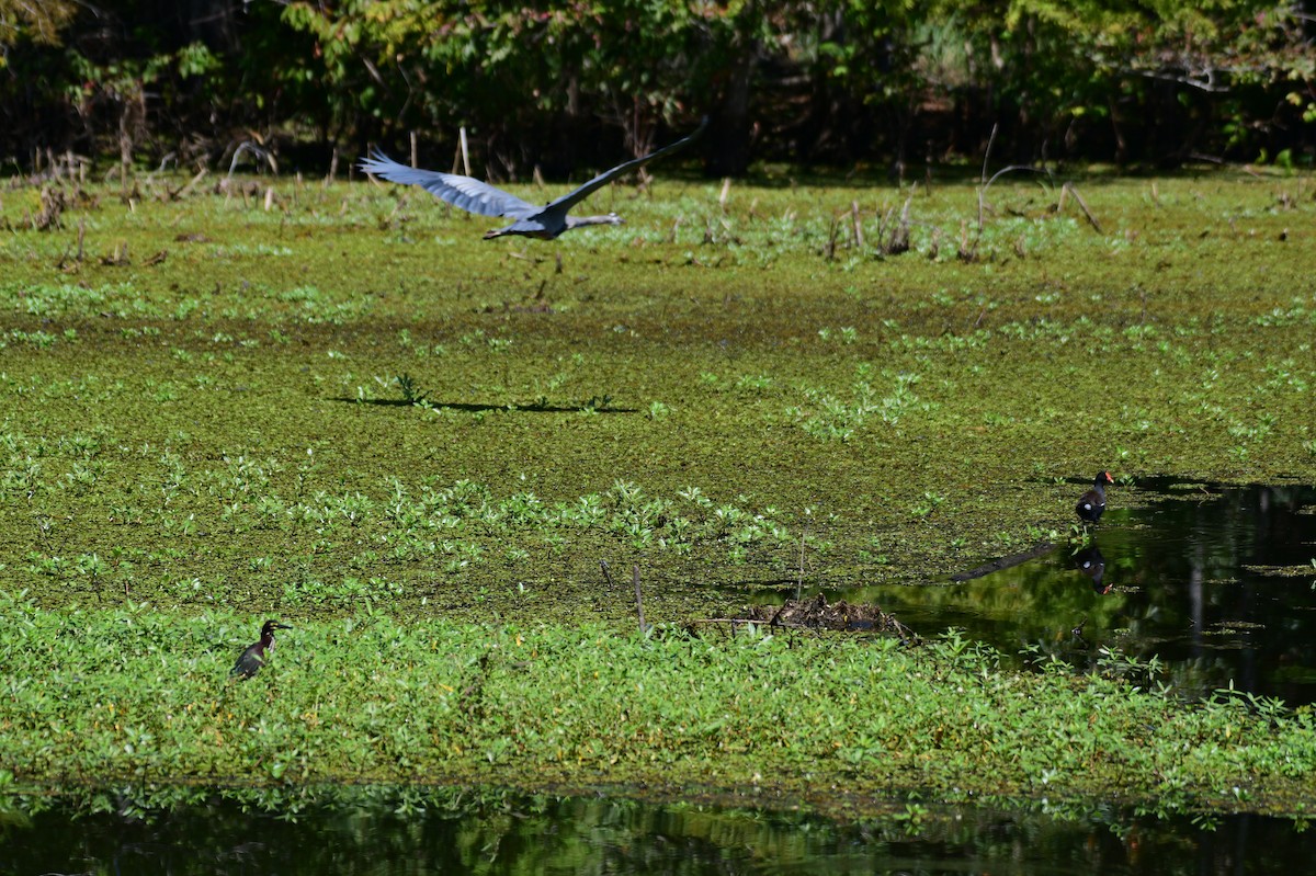 Common Gallinule - ML642086646