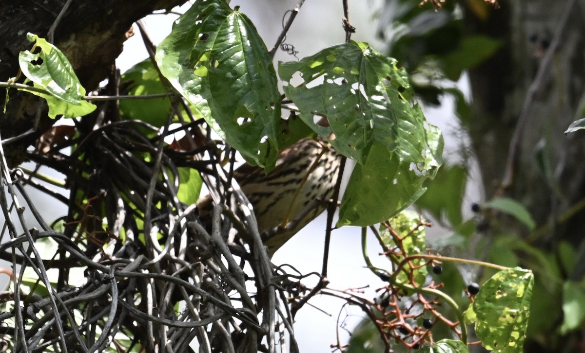 Brown Thrasher - ML642086649