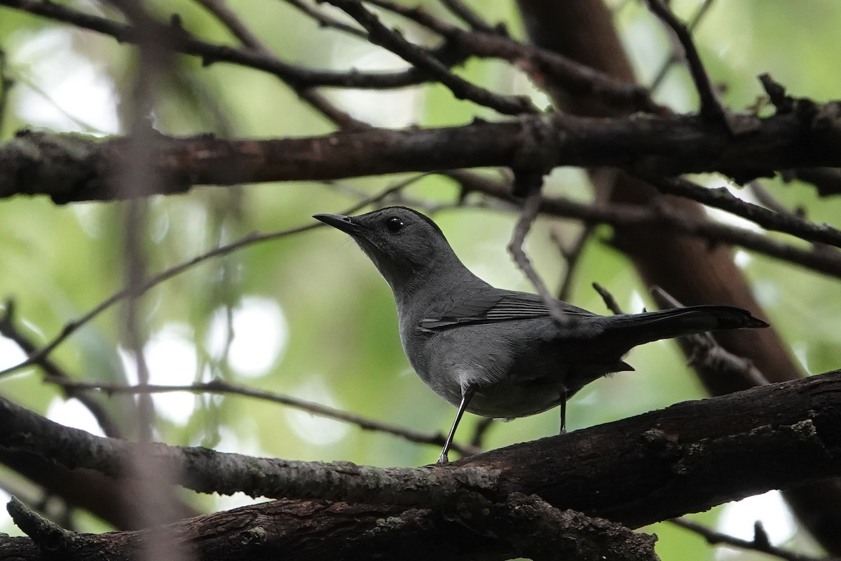 Gray Catbird - ML642086654