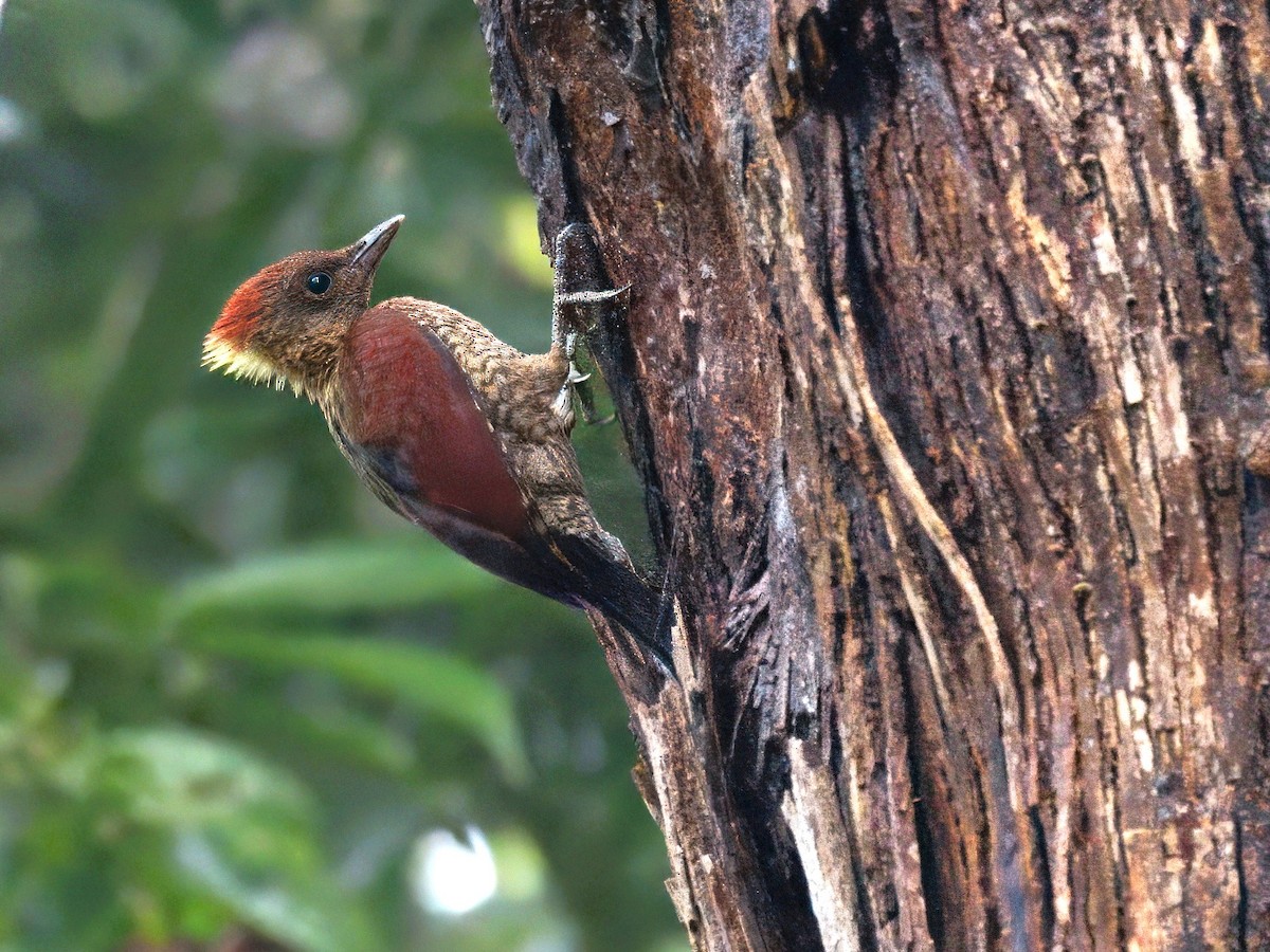 Banded Woodpecker - ML642086661