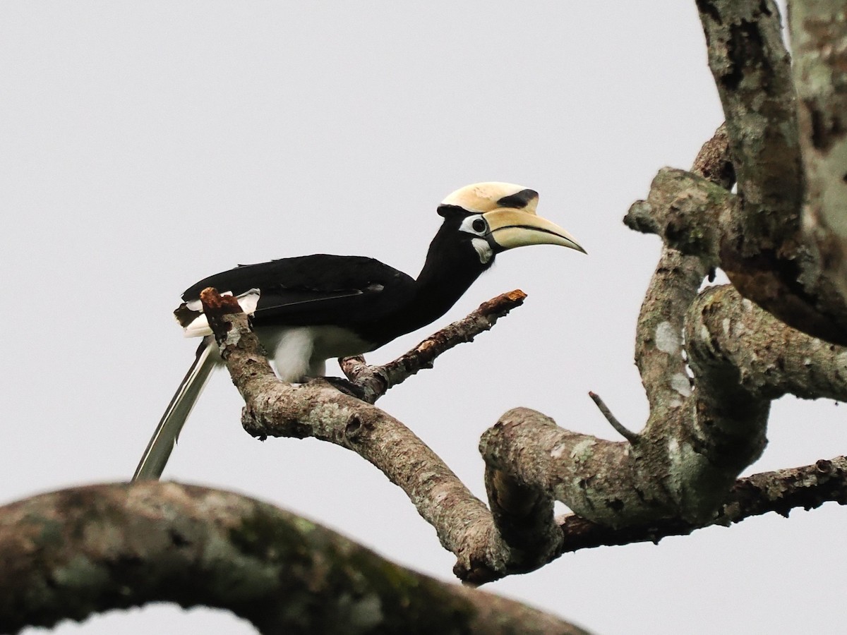 Oriental Pied-Hornbill - ML642086665