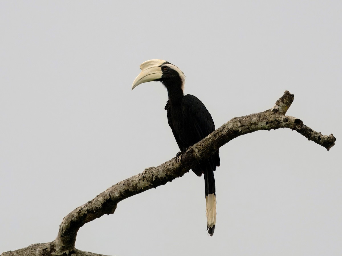 Black Hornbill - ML642086667