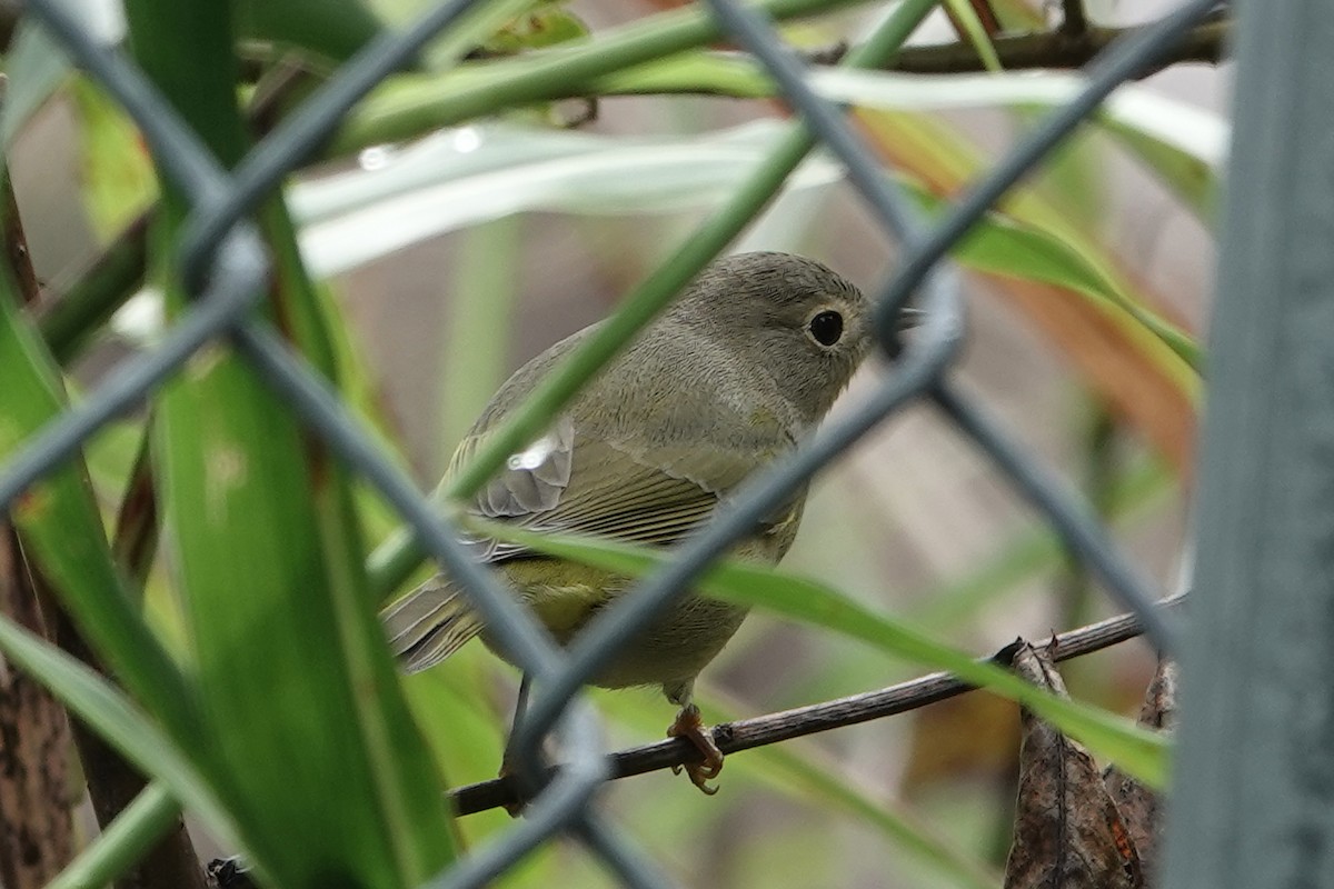 Nashville Warbler - ML642086669