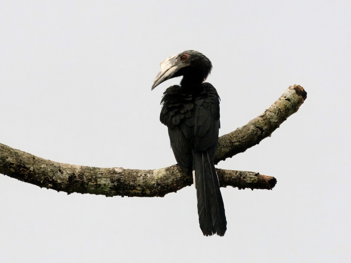 Black Hornbill - ML642086672