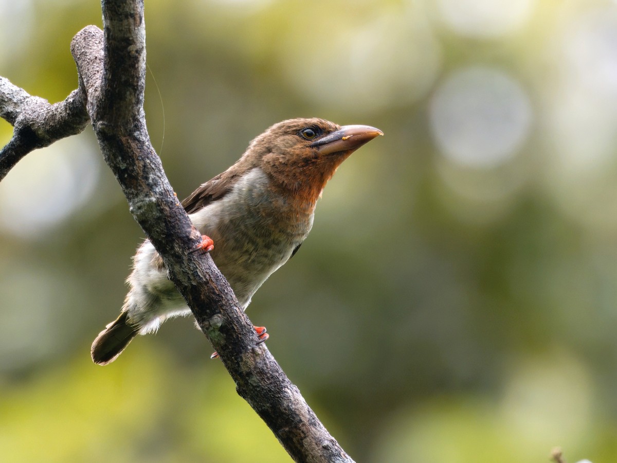 Brown Barbet - ML642086678