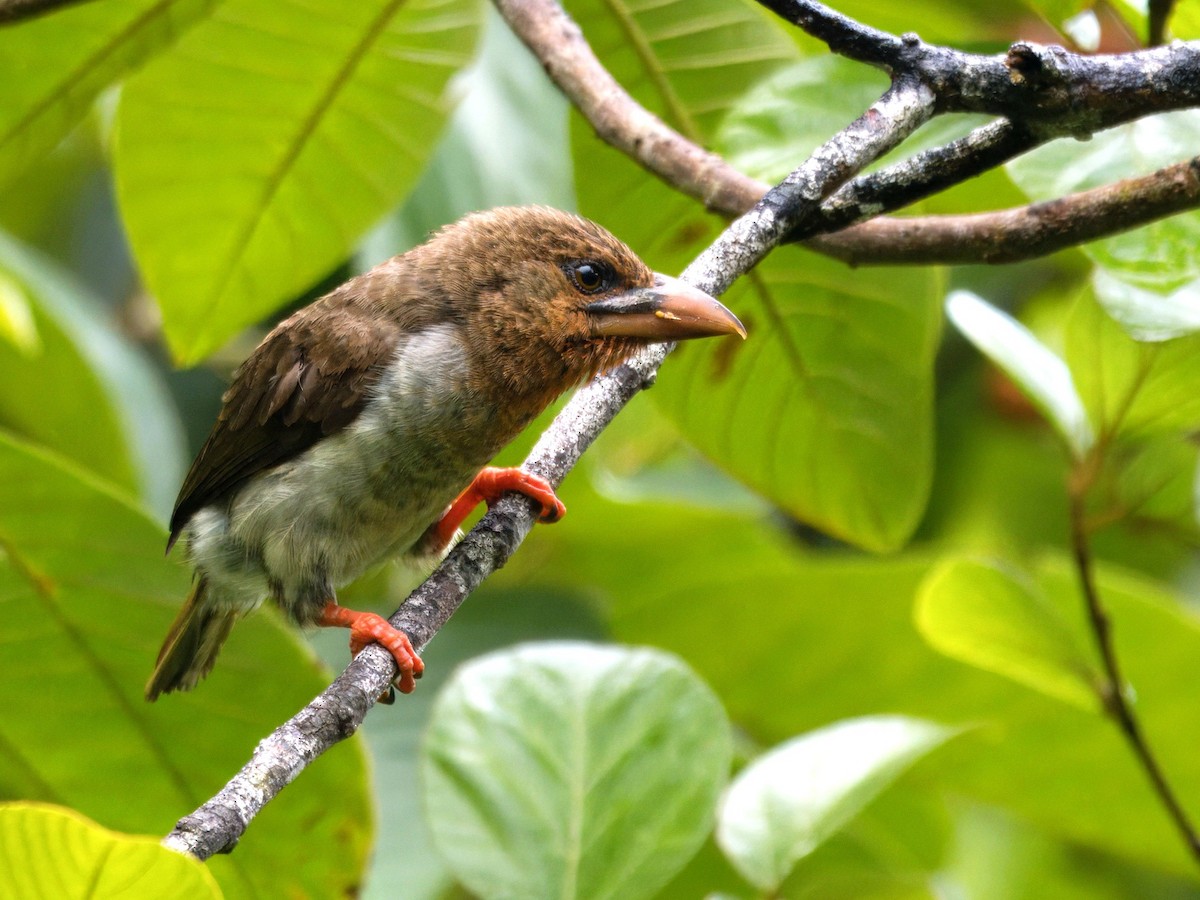Brown Barbet - ML642086679
