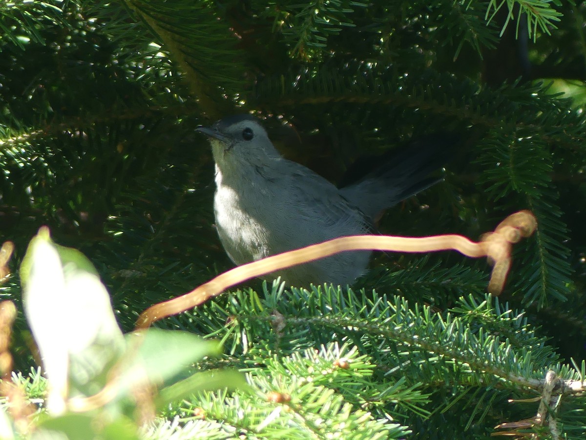 Gray Catbird - ML642086681