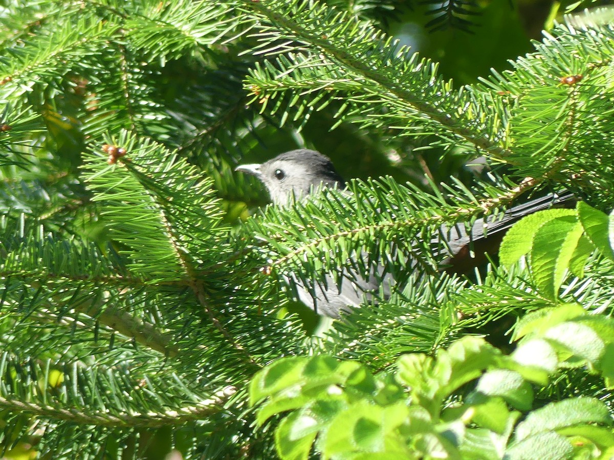 Gray Catbird - ML642086682