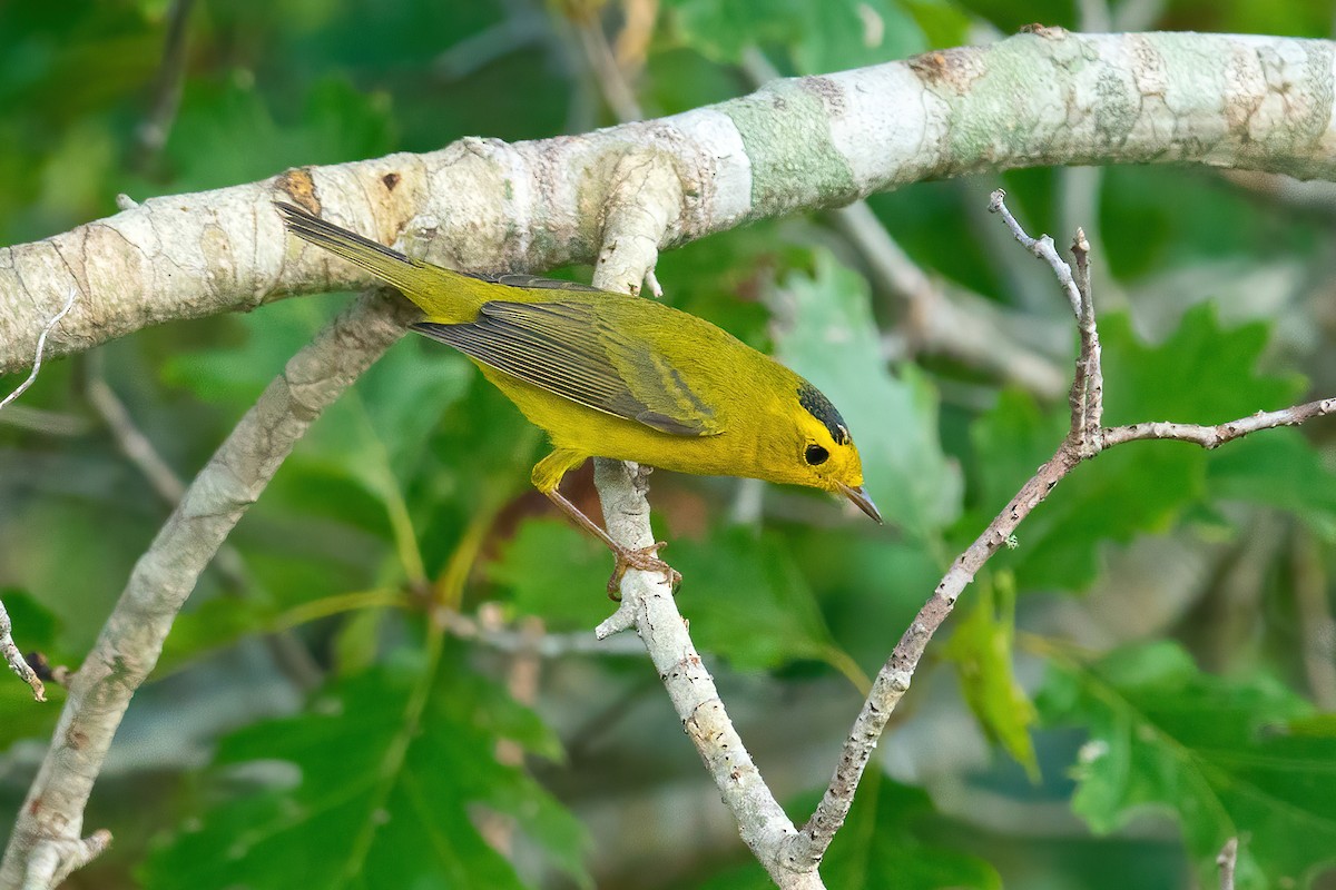 Wilson's Warbler - ML642086710