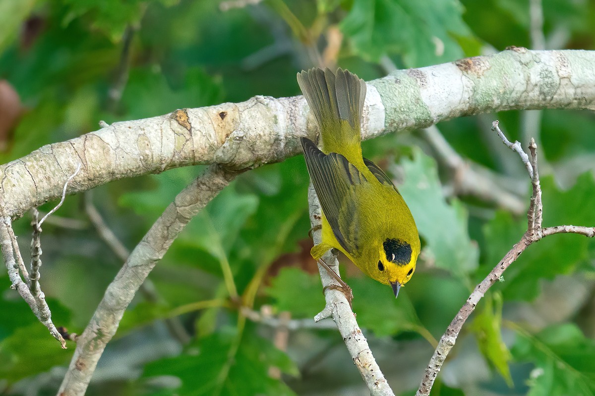 Wilson's Warbler - ML642086711