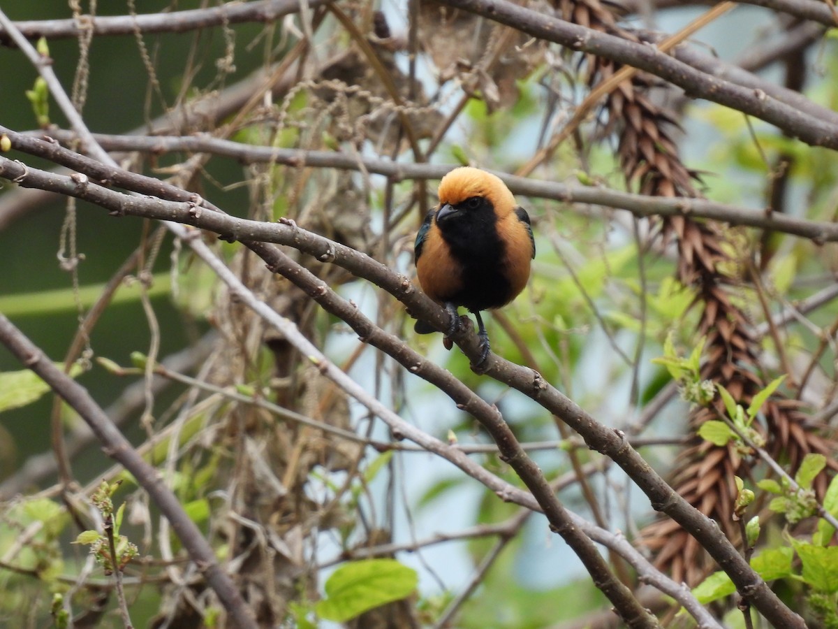 Burnished-buff Tanager - ML642086712
