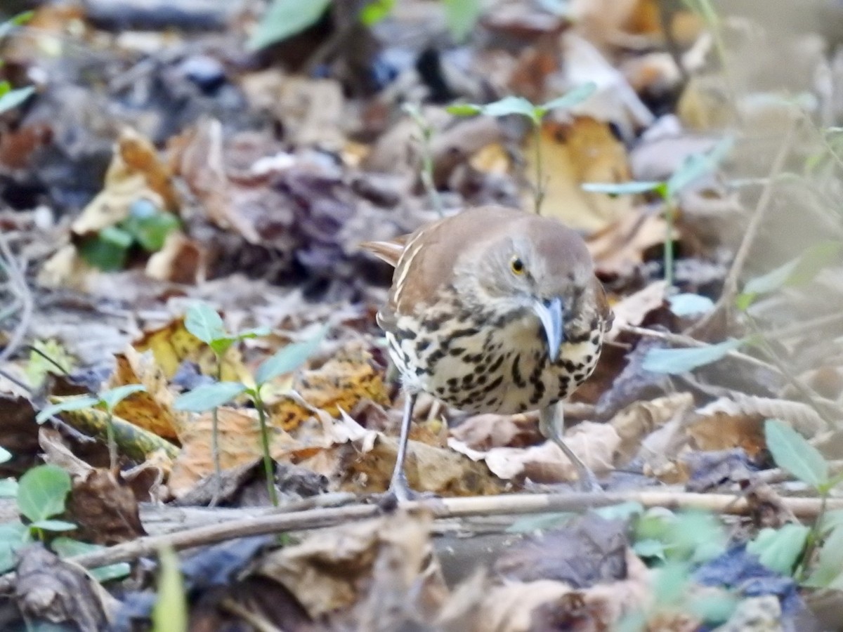 Brown Thrasher - ML642086715