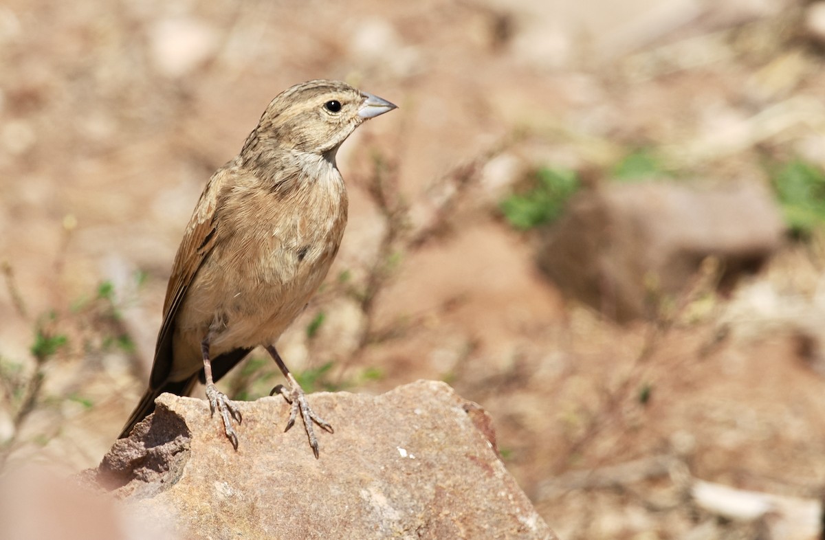 Lark-like Bunting - ML642086724