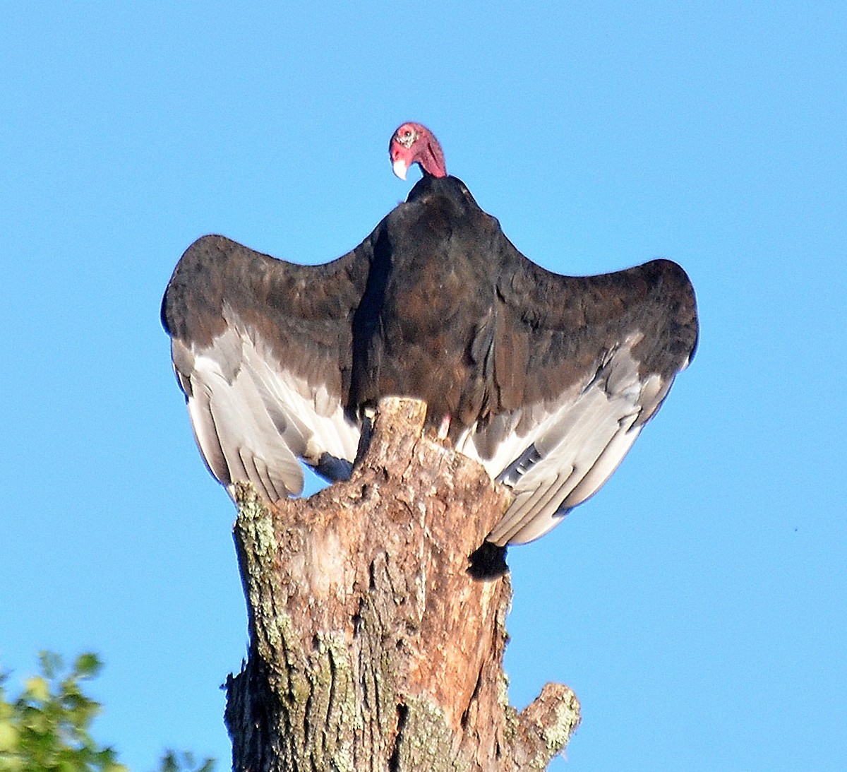 kondor krocanovitý - ML642086726