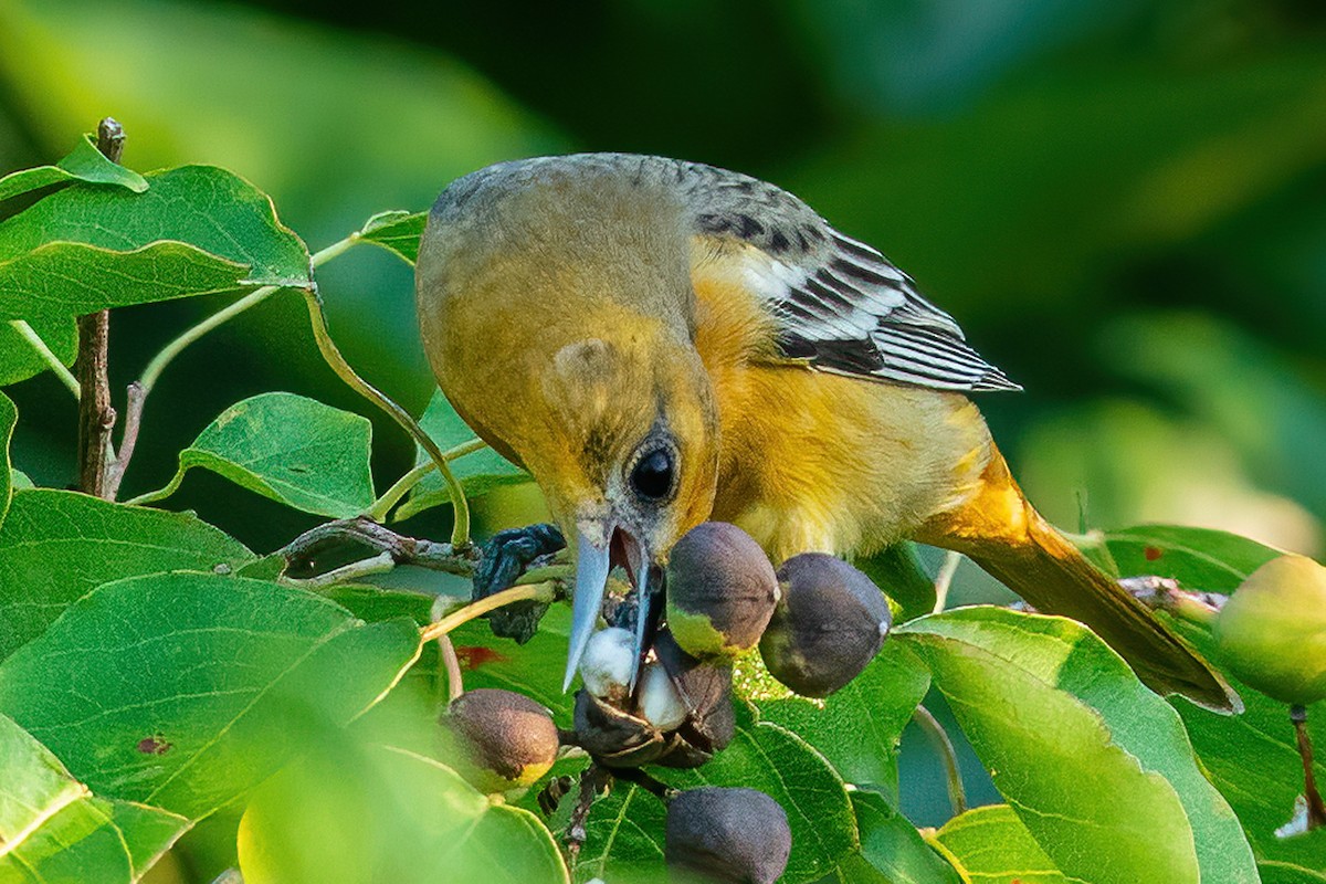 Baltimore Oriole - ML642086730