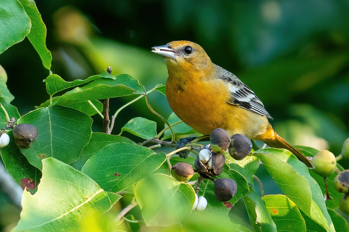 Baltimore Oriole - ML642086731
