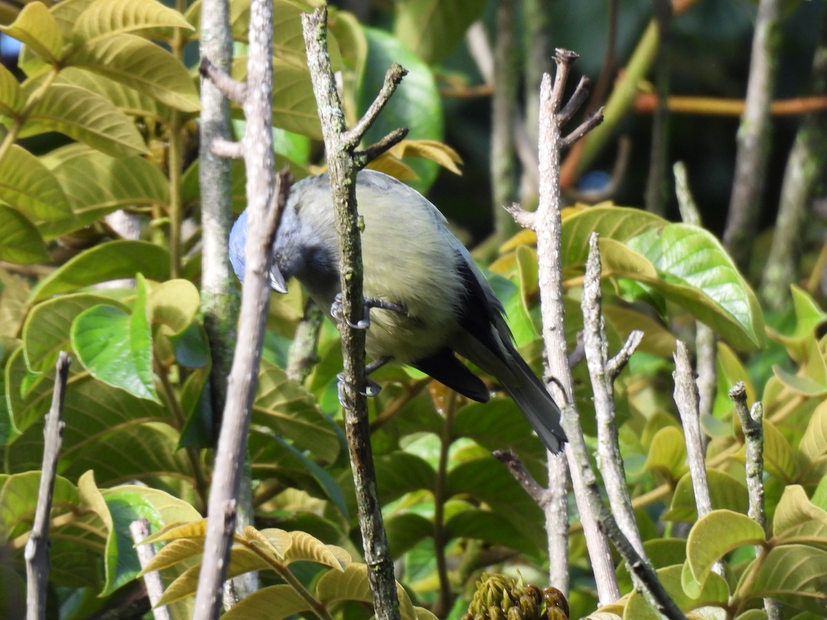 Yellow-winged Tanager - ML642086733