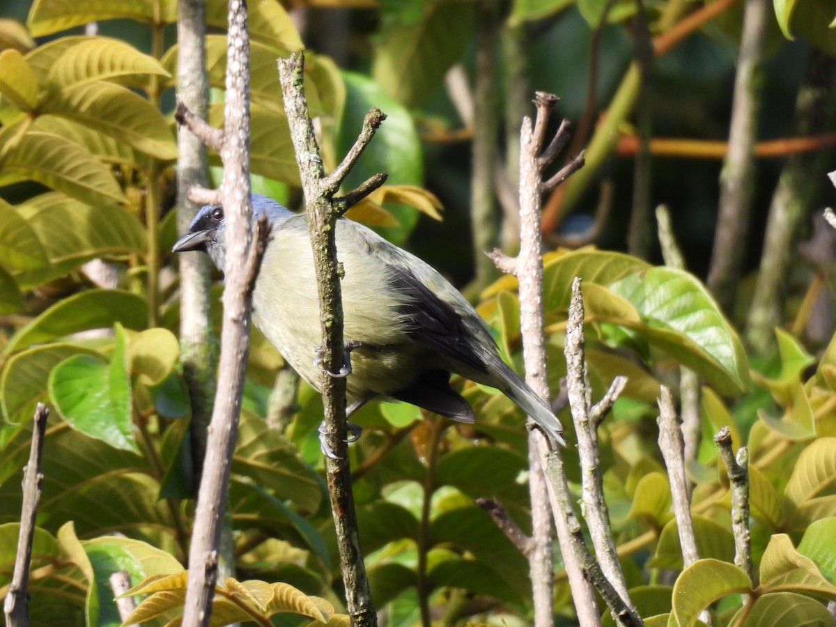 Yellow-winged Tanager - ML642086734