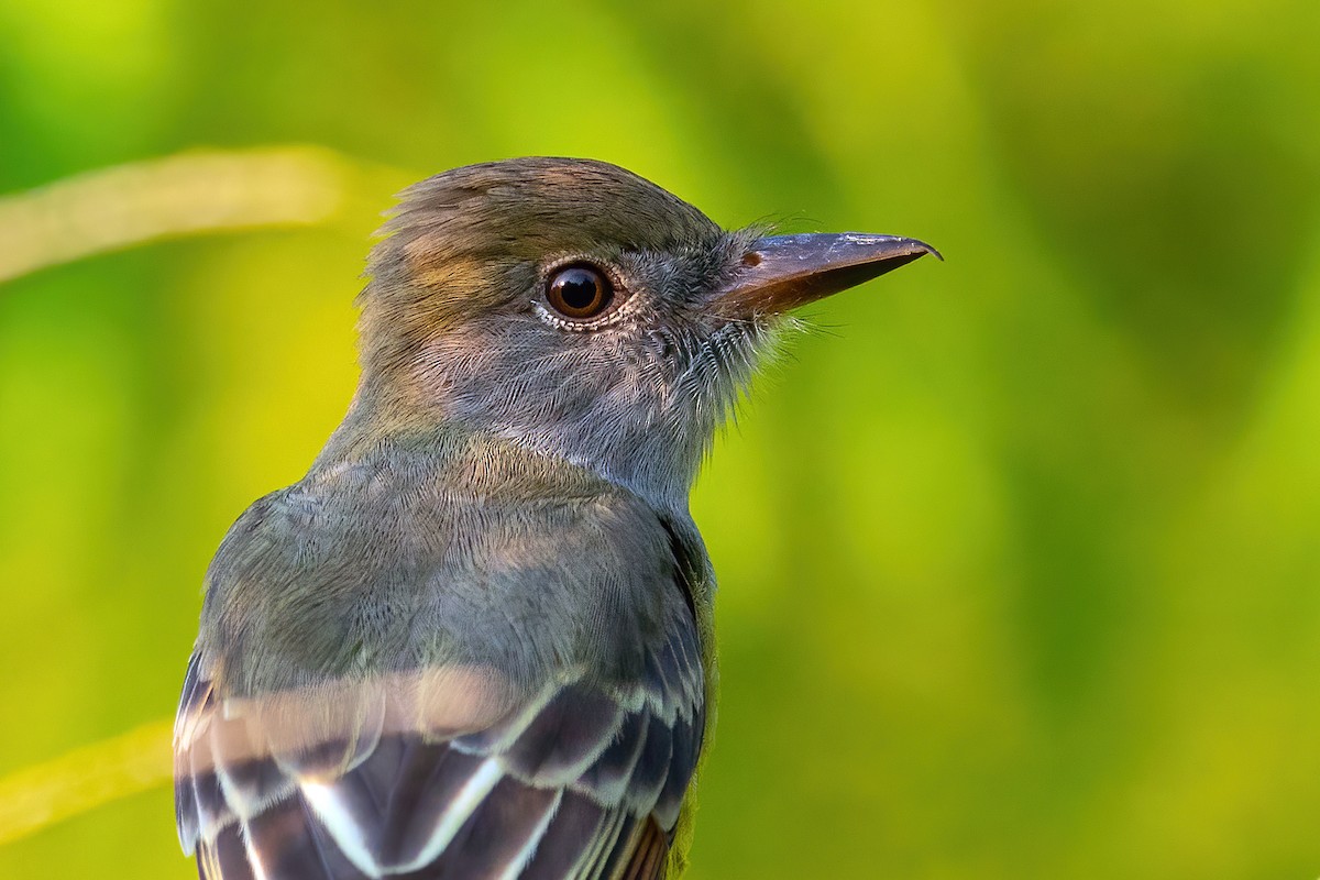 Great Crested Flycatcher - ML642086747