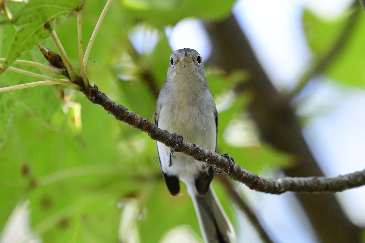 Blue-gray Gnatcatcher - ML642086749