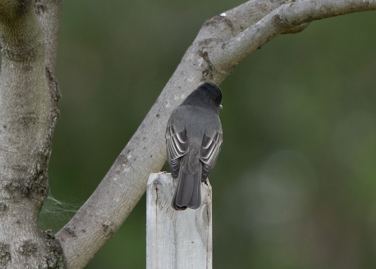 Black Phoebe - ML642086756