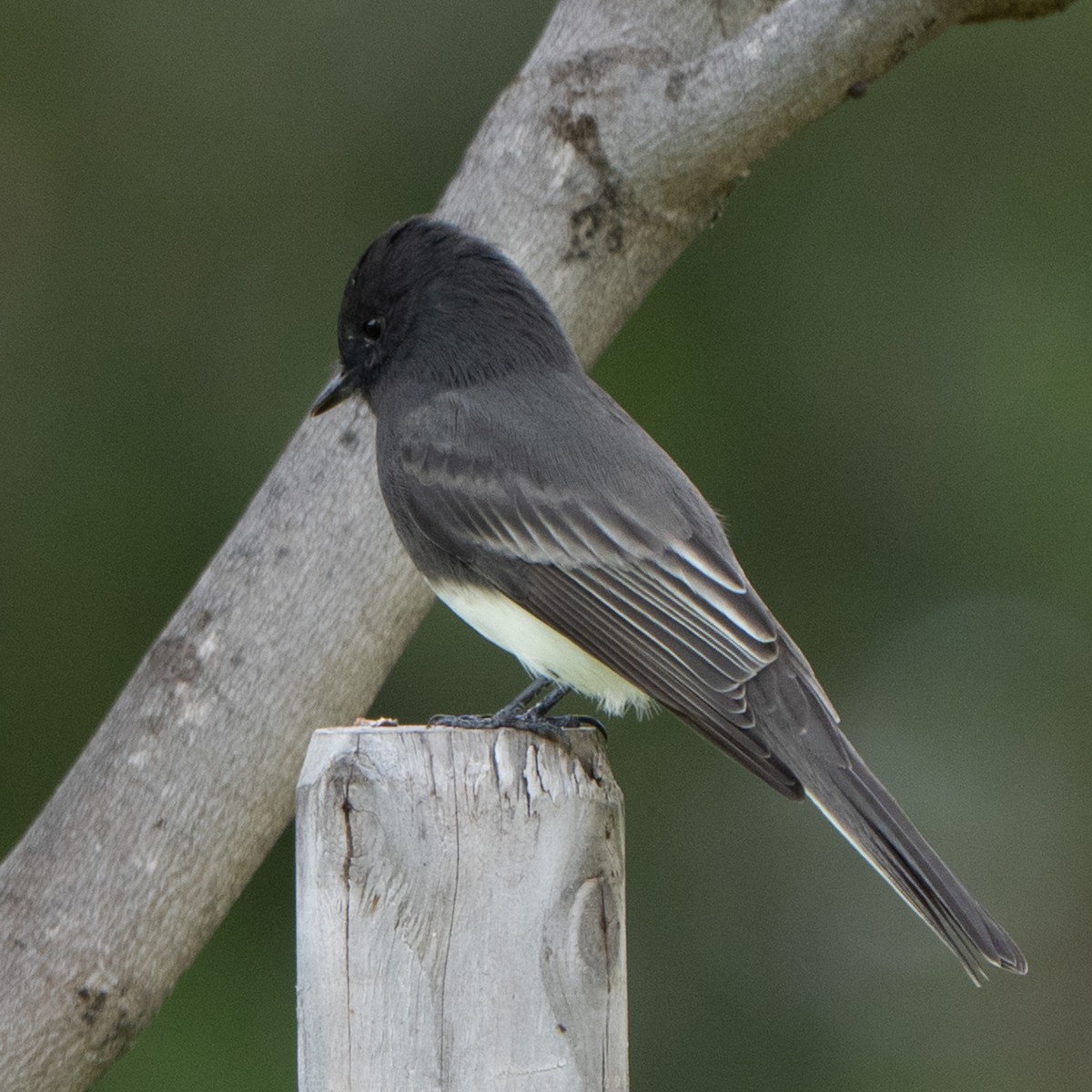 Black Phoebe - ML642086757