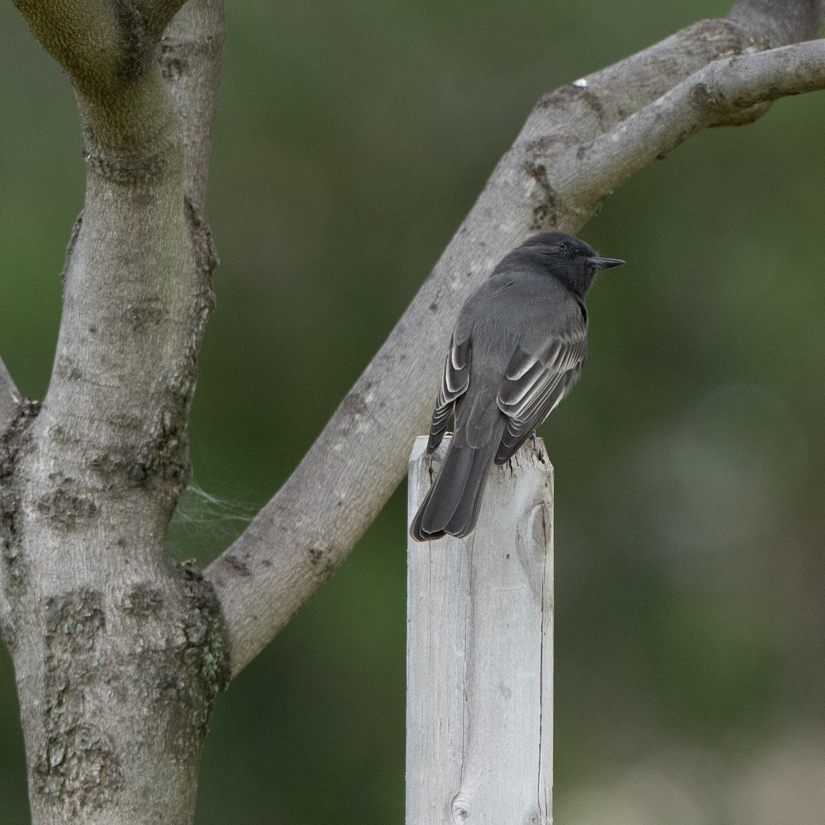 Black Phoebe - ML642086758