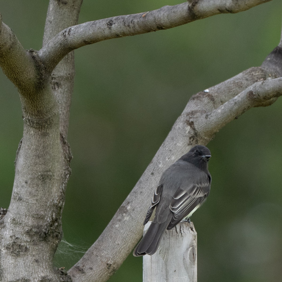 Black Phoebe - ML642086759