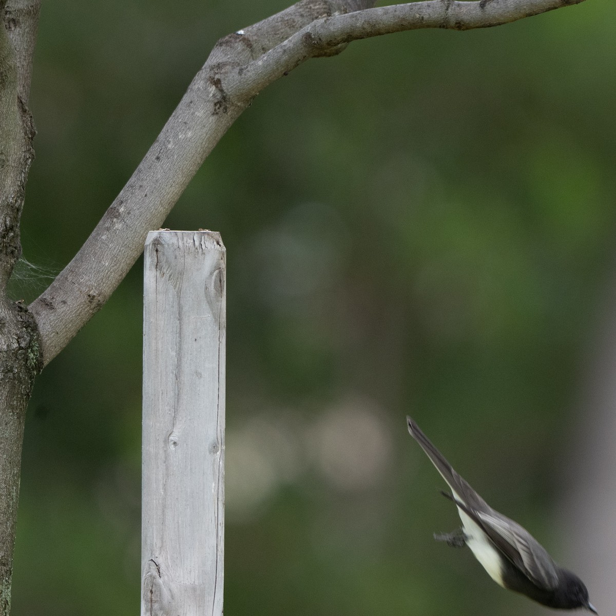 Black Phoebe - ML642086760