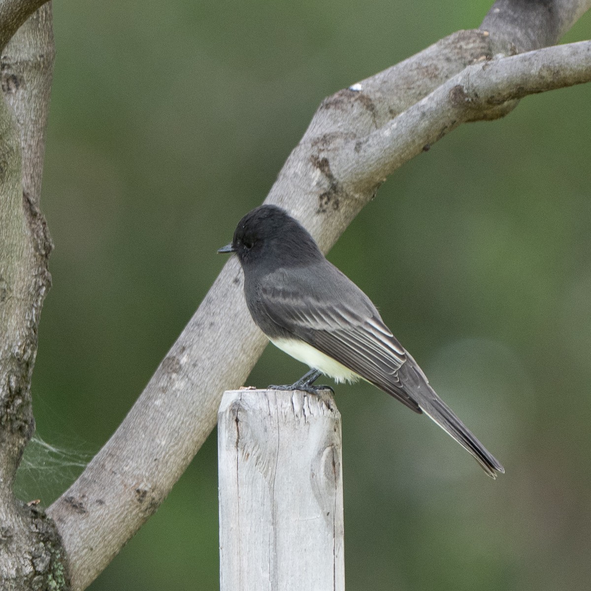 Black Phoebe - ML642086761
