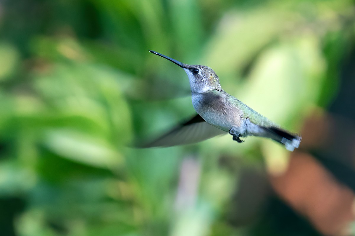 Ruby-throated Hummingbird - ML642086768