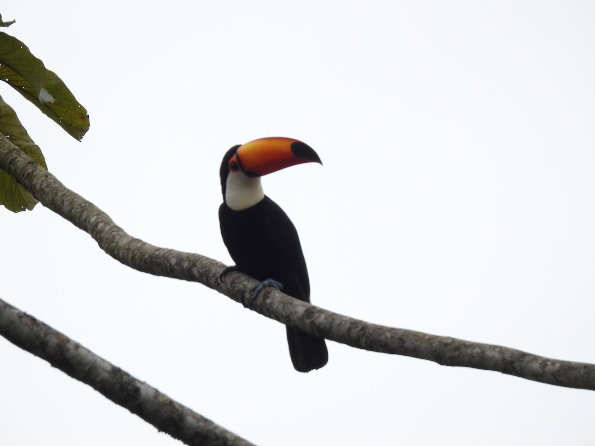 Toco Toucan - ML642086772