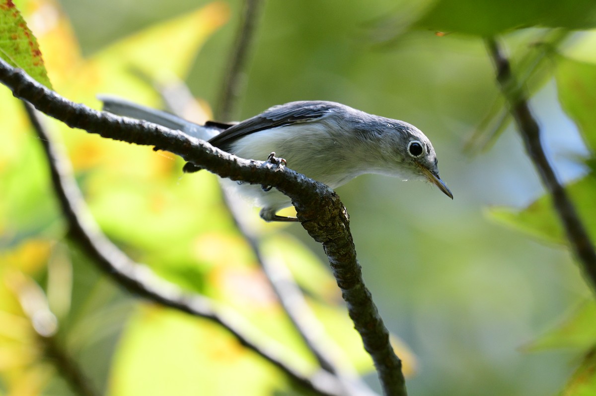 Blue-gray Gnatcatcher - ML642086784