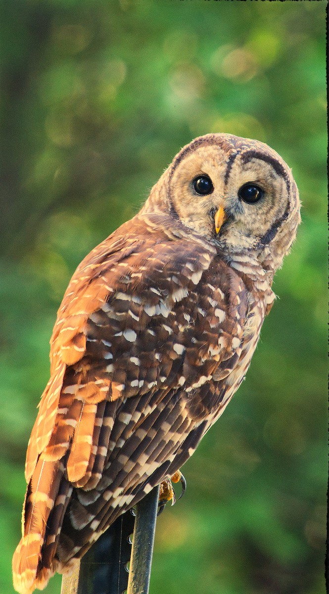 Barred Owl - ML642086785
