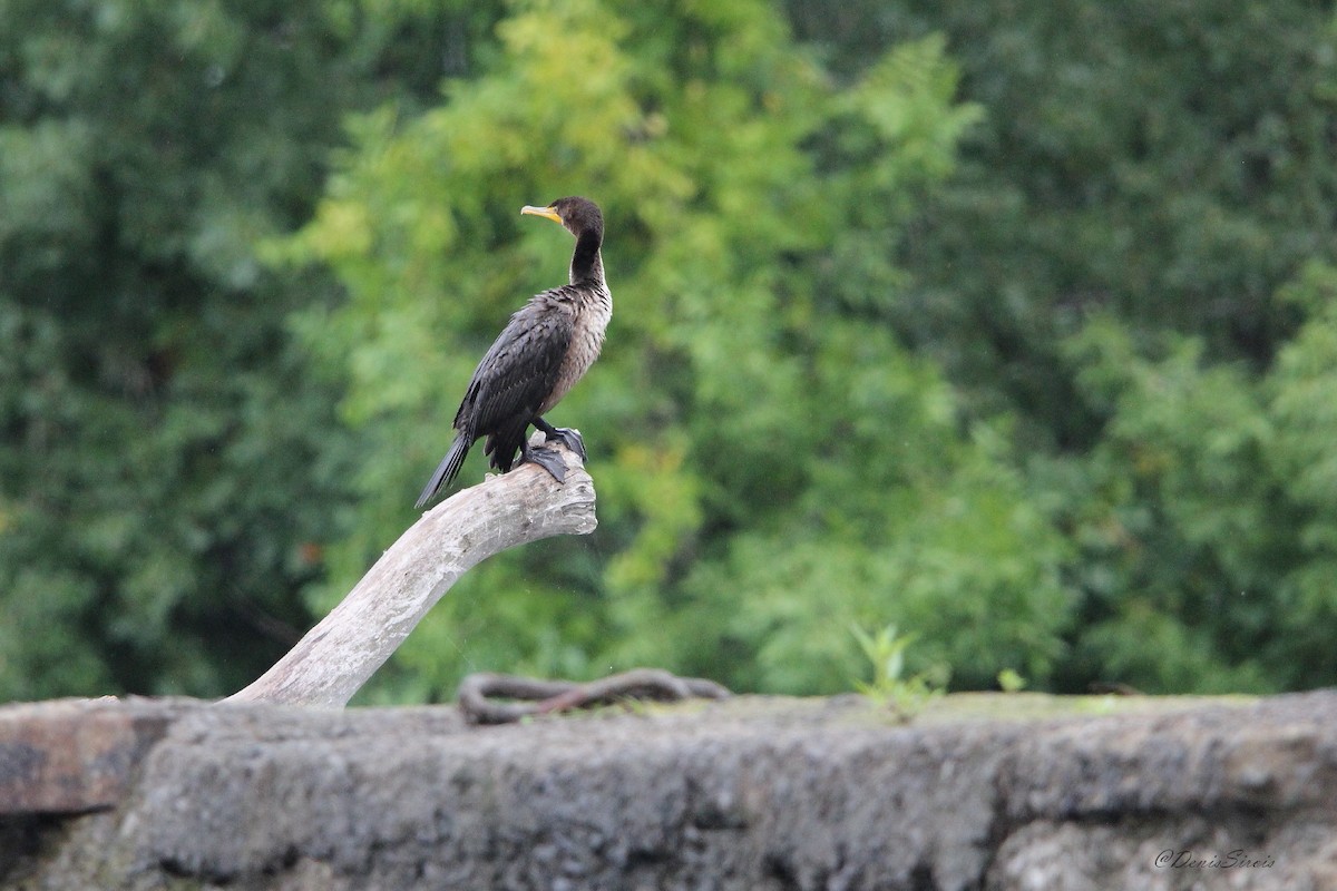 Cormorán Orejudo - ML642086800