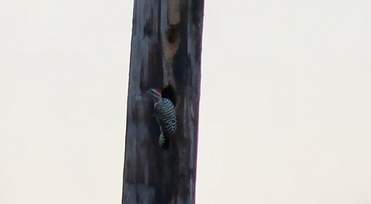 Ladder-backed Woodpecker - ML642086806